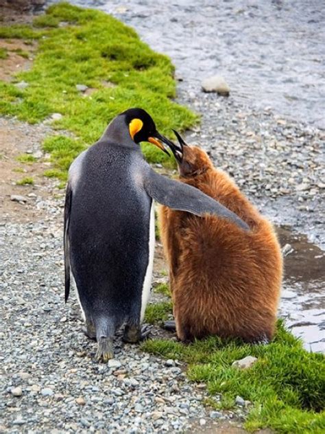 36 unlikely animal friendships showing us that differences don't matter. #3 made my entire year!