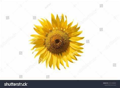 46,090 Yellow sunflower wallpaper Images, Stock Photos & Vectors ...