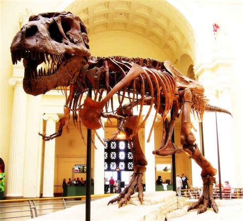 Because Sue the dinosaur is your pal. | Chicago, Chicago architecture, Ruins