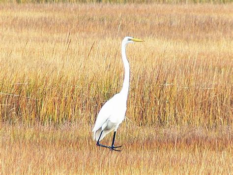 Estuaries Animals