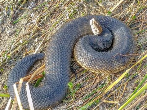 Everglades Snakes – Gladesmen Culture