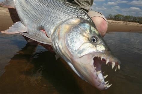 Species Spotlight: Tigerfish | Sportquest Holidays