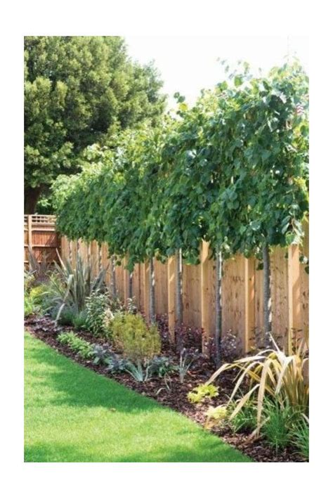 Which trees along fence? | Privacy landscaping, Backyard fences, Backyard landscaping