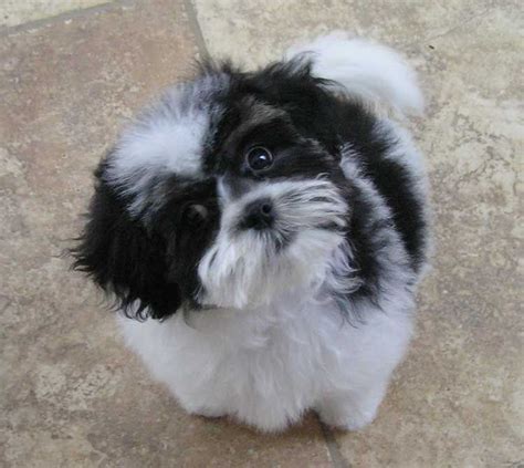 Black and white teddy bear puppy Shih Tzu Puppy Cut, Shih Poo Puppies ...