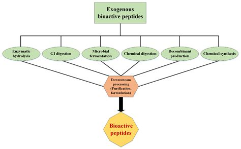 IJMS | Free Full-Text | Bioactive Peptides: Synthesis, Sources ...