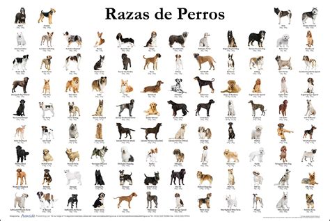 Razas de perros: Origen y caracteristicas - Dogalize