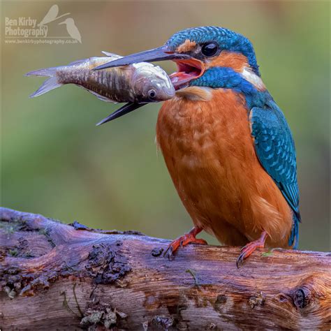 I entered the BBC Countryfile Calendar 2024 – Ben Kirby Photography