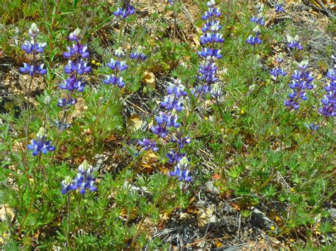 Bicolor Lupine Seeds (Lupinus bicolor) — Northwest Meadowscapes