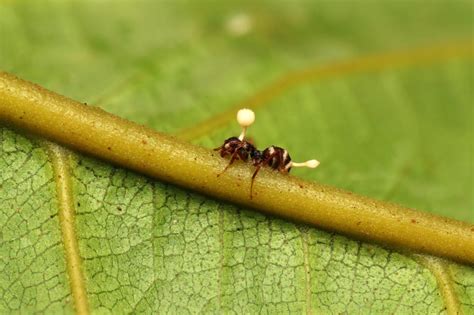 Cordyceps Mushroom That Turns Bugs to Zombies Is Grown to Fight Cancer and COVID