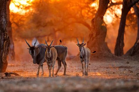 Common Eland: Getting to Know the Giant African Antelope