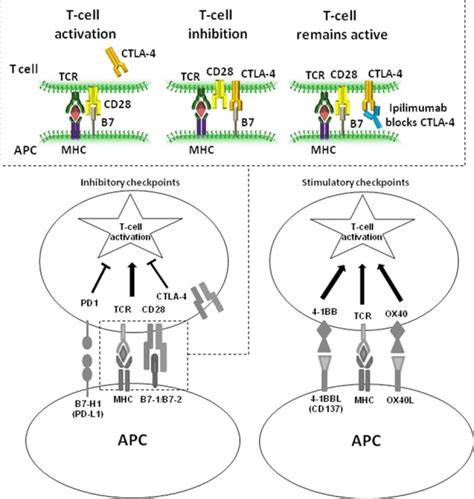 Mechanism of action of ipilimumab. Competitive inhibition of ...