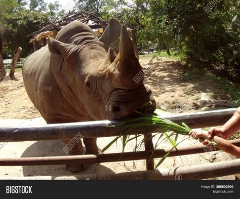 Feeding Rhino Zoo Image & Photo (Free Trial) | Bigstock