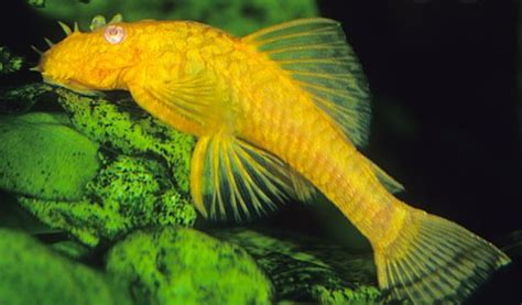 Albino Bristlenose Pleco - Complete Guide To Care, Breeding, Tank Size, And Diseases - The ...