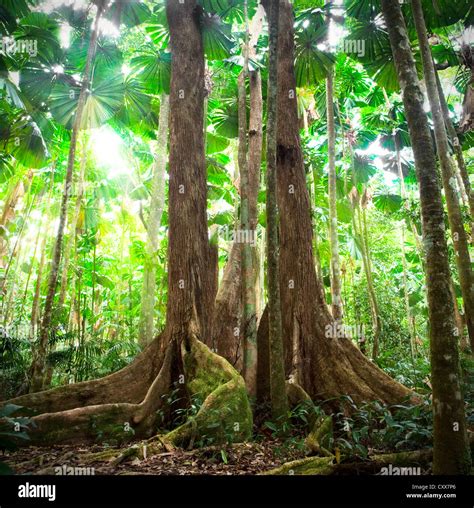 Big tall tree rainforest hi-res stock photography and images - Alamy