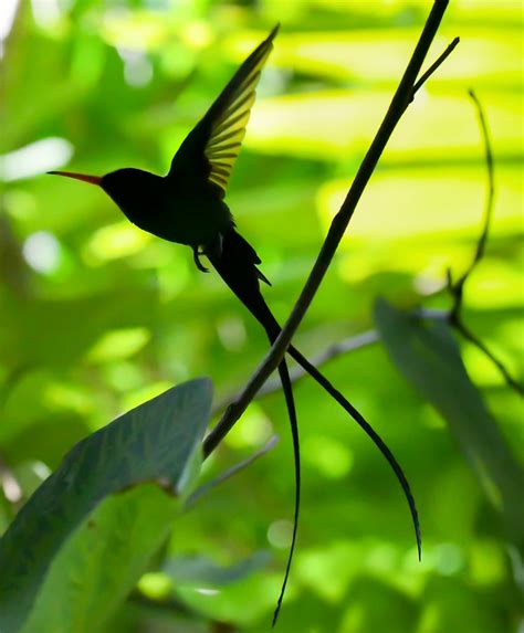 Doctor Bird - Jamaican National Symbol | As the national bir… | Flickr