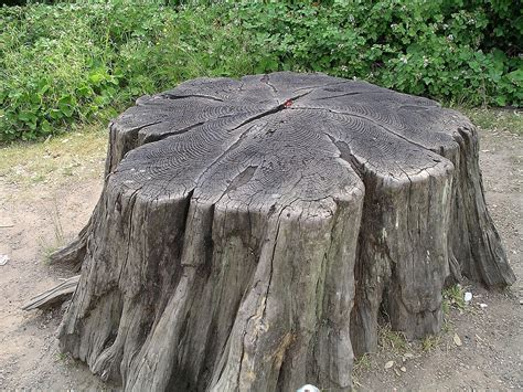 Tree stump - Wikipedia