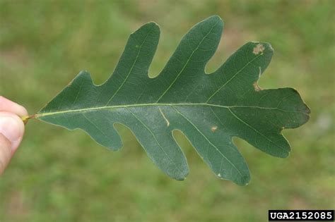 white oak (Quercus alba)