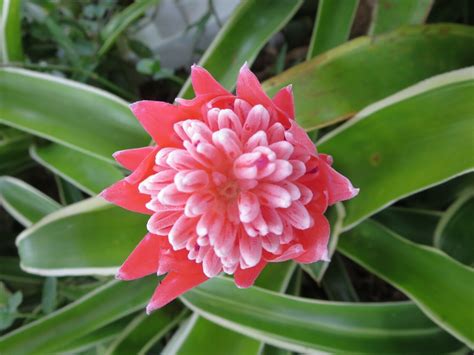 Billbergia pyramidalis 'Kyoto' Variegated Bromeliad Live House Plant 3 Pups | eBay