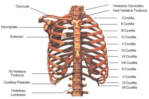 Las Costillas en el Cuerpo Humano | La guía de Biología