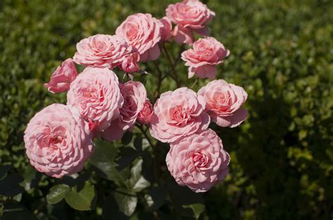 14 Floribunda Roses for Your Flower Garden