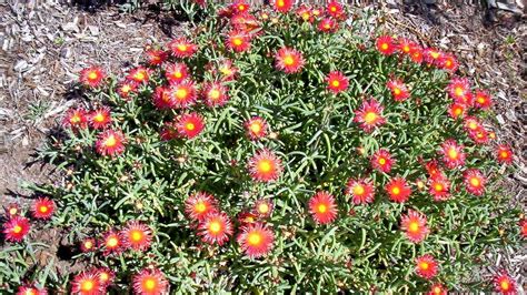 GARDENING: The coveted Pigface a supreme succulent | The Courier Mail