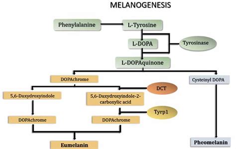 Oxidative stress in melanogenesis and melanoma development