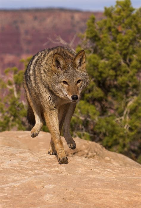 Mountain-dwelling coyotes tend to be dark-furred, while desert coyotes tend to be more light ...