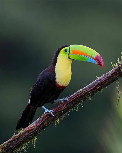 Las Aves Nacionales de América Latina - Minnesota Latinos