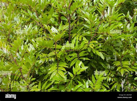 Alectryon excelsus Titoki Tree Leaves Stock Photo - Alamy