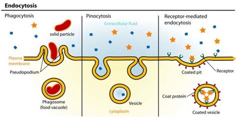 Pinocytosis Definition | Phagocytosis | Pinocytosis | Endocytosis