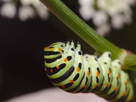 Old World swallowtail caterpillar hanging on | stanze | Flickr