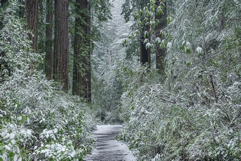 Redwood Winter Wonderland Photograph by Greg Nyquist | Pixels