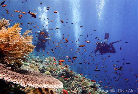 Diving-in-Alor - Aquamarine Diving - Bali