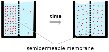 Selective Permeability | Definition, Importance & Examples - Video ...