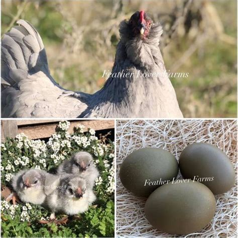 Feather Lover Farms Day Old Baby Chicks For Sale | Chickens for sale ...