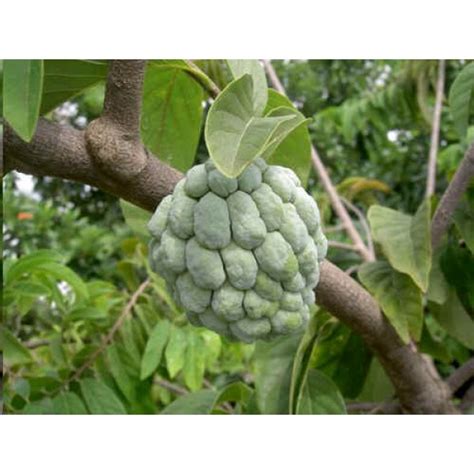 Annona Squamosa Seeds (Sugar Apple Seeds, Sweetsop Seeds, Custard Apple ...