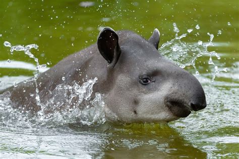 Lowland tapir species protection project – Vienna Zoo