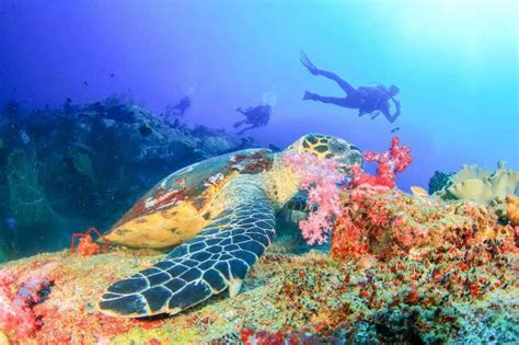 7 Best Diving Spots in Bali