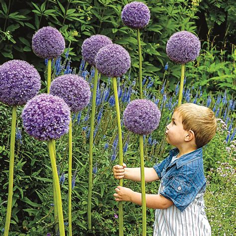 Gladiator Allium | Gurney's Seed & Nursery Co.