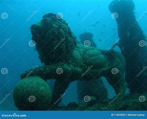 Underwater Lion stock photo. Image of coral, atlantic - 11443550