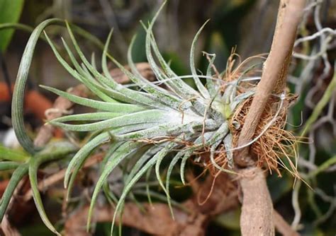 Tillandsia cyanea ? – eFlora of India