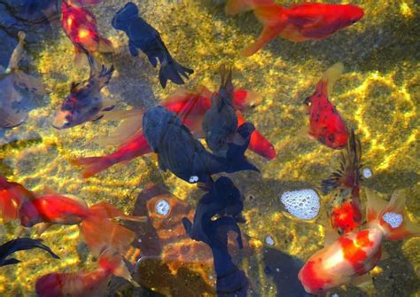 Keeping fancy goldfish in ponds | Aquariadise