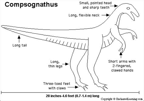 Compsognathus Printout- ZoomDinosaurs.com