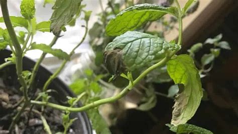 Why Are My Mint Leaves Turning Black? (Causes and Solutions) - Garden For Indoor