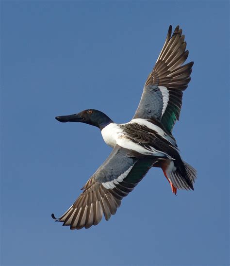 Northern Shoveler | San Diego Bird Spot