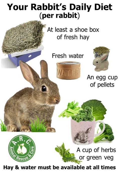 A Healthy Rabbit Diet – Animal Rescue and Care