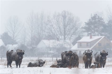 European bison | Wild Wonders of Europe