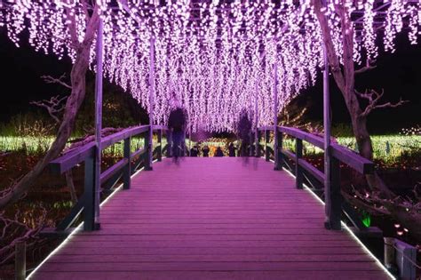 Ashikaga Great Wisteria Festival, Mid Apr–Mid May 2025, 2025 | Japan Cheapo