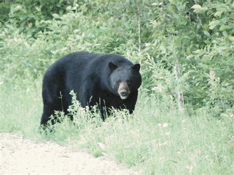 Timothy's Nature Photography www.facebook.com/ellistimphotography: A few more Black Bears