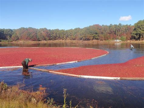 Cranberry Bog Tours | Guided Tours of a Working Cranberry Farm